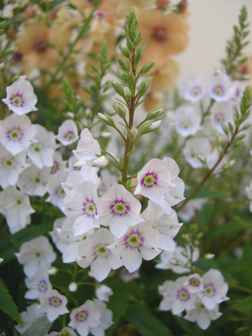 Parahebe 'Avalanche'