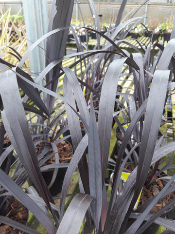 Phormium 'Black Velvet'