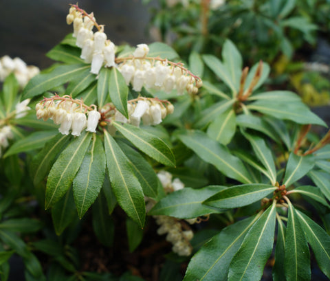 Pieris 'Forest Flame'