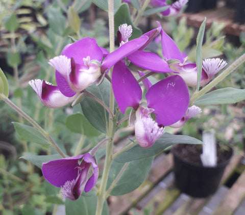 Polygala x dalmasiana