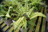 Polystichum yunnanense