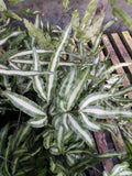 Pteris nipponica