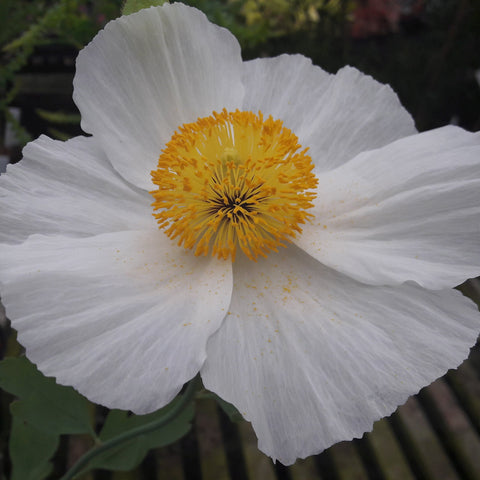 Romneya coulteri