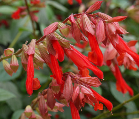 Salvia ‘Ember’s Wish’