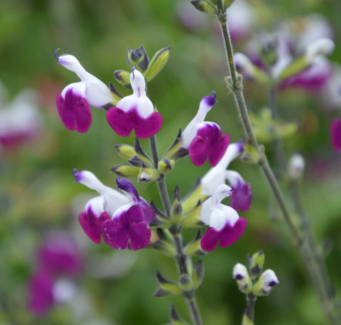 Salvia greggii ‘Amethyst Lips’