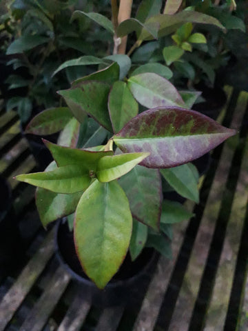 Trachelospermum jasminoides