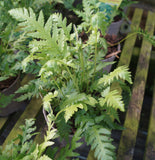 Woodwardia fimbrata
