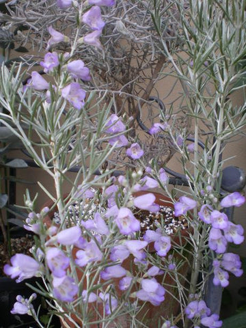 Prostanthera baxteri